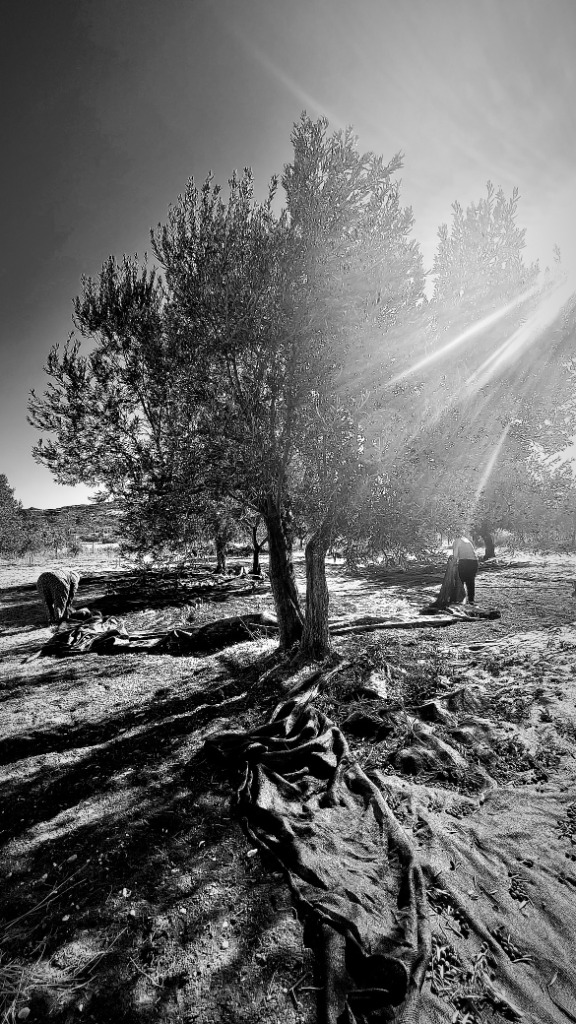 Olive harvest under the Aegean sun